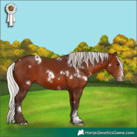 Horse Color:White Spotted Silver Brown Sabino 