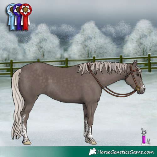 Horse Color:Silver Black Sabino Tobiano 