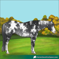 Horse Color:White Spotted Brown Chinchilla Sabino Rabicano