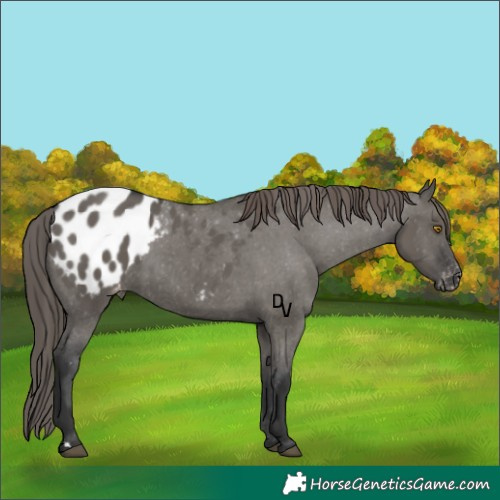 Horse Color:Grullo Appaloosa 