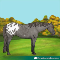 Horse Color:Grullo Appaloosa 