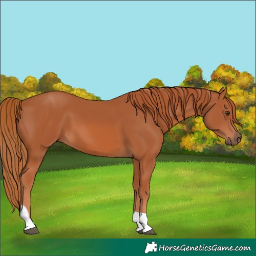 Horse Color:Chestnut Tobiano 