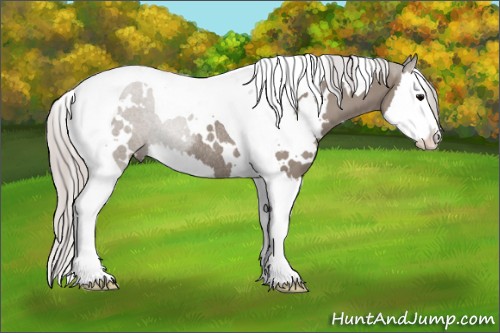 Horse Color:White Spotted Silver Grullo Splash Tobiano Rabicano 