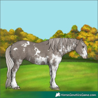 Horse Color:White Spotted Silver Grullo 