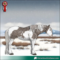 Horse Color:White Spotted Silver Brown Ice Dun Splash Tobiano