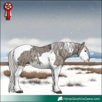 Horse Color:White Spotted Silver Brown Ice Dun Splash Tobiano 