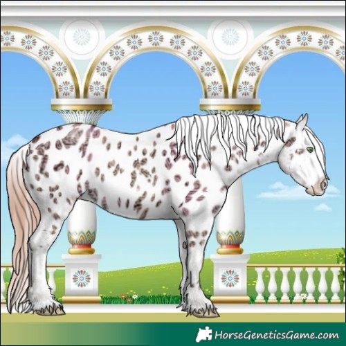 Horse Color:White Spotted Gold Champagne Ice Dun Appaloosa 