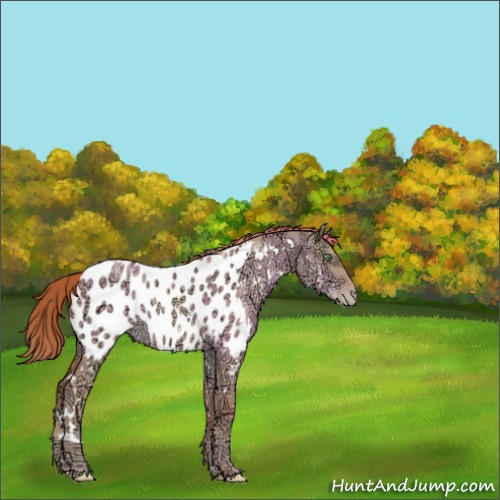 Horse Color:White Spotted Gold Champagne Ice Dun Appaloosa 