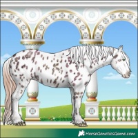 Horse Color:White Spotted Gold Champagne Ice Dun Appaloosa 
