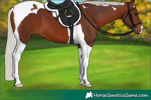 Horse Color:Silver Brown Tobiano 
