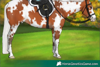 Horse Color:White Spotted Silver Bay 