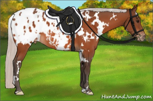 Horse Color:White Spotted Silver Bay Appaloosa
