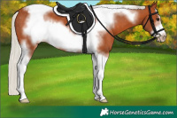 Horse Color:Silver Bay Sabino Tobiano Frame Varnish 