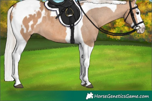 Horse Color:Silver Bay Dun Splash Tobiano Appaloosa 