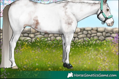 Horse Color:White Spotted Liver Chestnut 