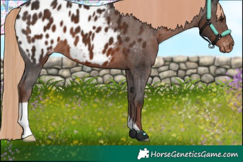 Horse Color:Liver Chestnut Appaloosa