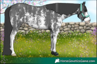 Horse Color:Black Sabino 