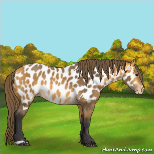 Horse Color:Buckskin Appaloosa