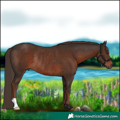 Horse Color:Liver Chestnut Rabicano 