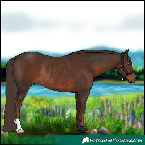 Horse Color:Liver Chestnut Rabicano 