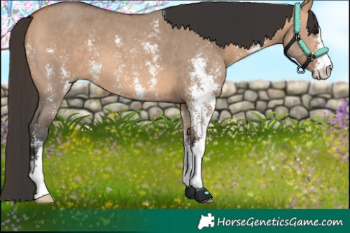 Horse Color:Bay Dun Sabino 