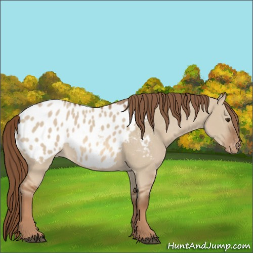 Horse Color:Red Dun Appaloosa 
