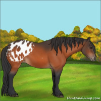 Horse Color:Bay Appaloosa 