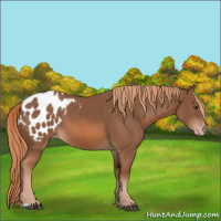 Horse Color:Chestnut Appaloosa 