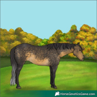 Horse Color:Buckskin 