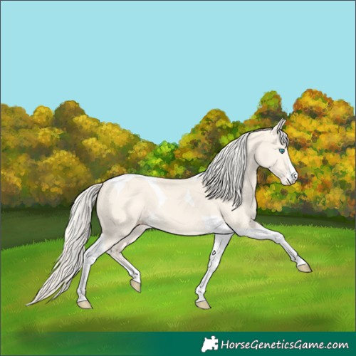 Horse Color:Cremello Dun Tobiano 
