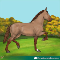 Horse Color:Red Dun