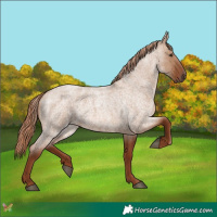 Horse Color:Red Dun Roan