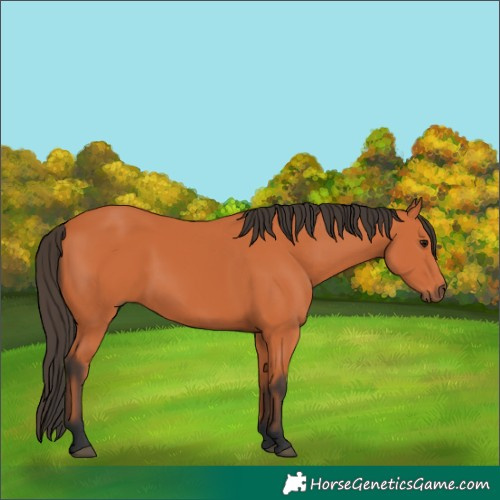 Horse Color:Bay 