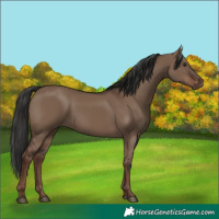 Horse Color:Liver Red Dun Rabicano 