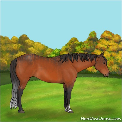 Horse Color:Buckskin and Brown