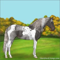 Horse Color:Silver Black Tobiano 