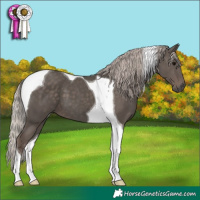Horse Color:Silver Black Tobiano 