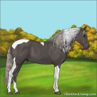 Horse Color:Silver Black Tobiano 