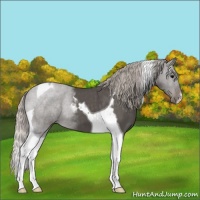 Horse Color:Silver Black Tobiano 