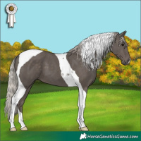 Horse Color:Silver Black Tobiano 
