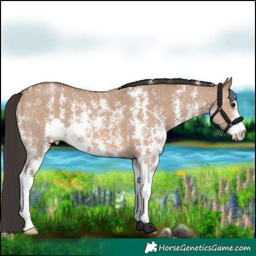 Horse Color:Bay Dun Sabino