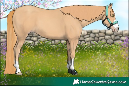 Horse Color:Gold Champagne 