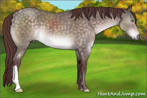 Horse Color:Platinum Chocolate Buckskin 