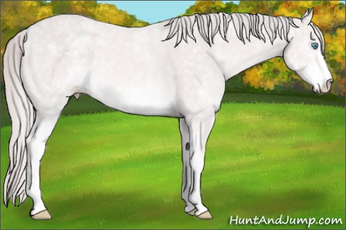 Horse Color:Platinum White Spotted Perlino 