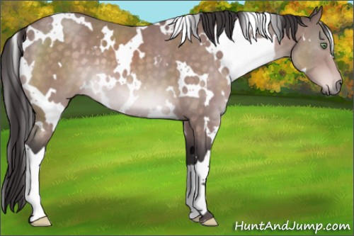 Horse Color:Platinum White Spotted Buckskin 
