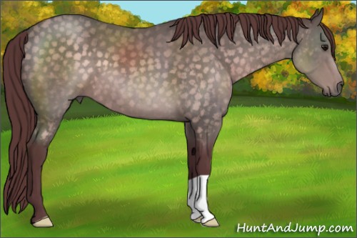 Horse Color:Platinum Chocolate Buckskin 