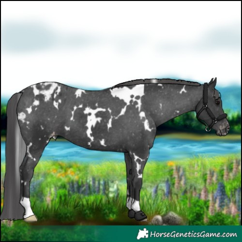 Horse Color:White Spotted Black Appaloosa