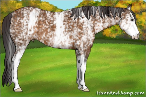 Horse Color:White Spotted Buckskin 
