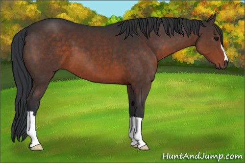 Horse Color:Brown 