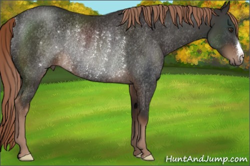Horse Color:Liver Chestnut Rabicano 